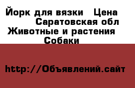 Йорк для вязки › Цена ­ 2 000 - Саратовская обл. Животные и растения » Собаки   